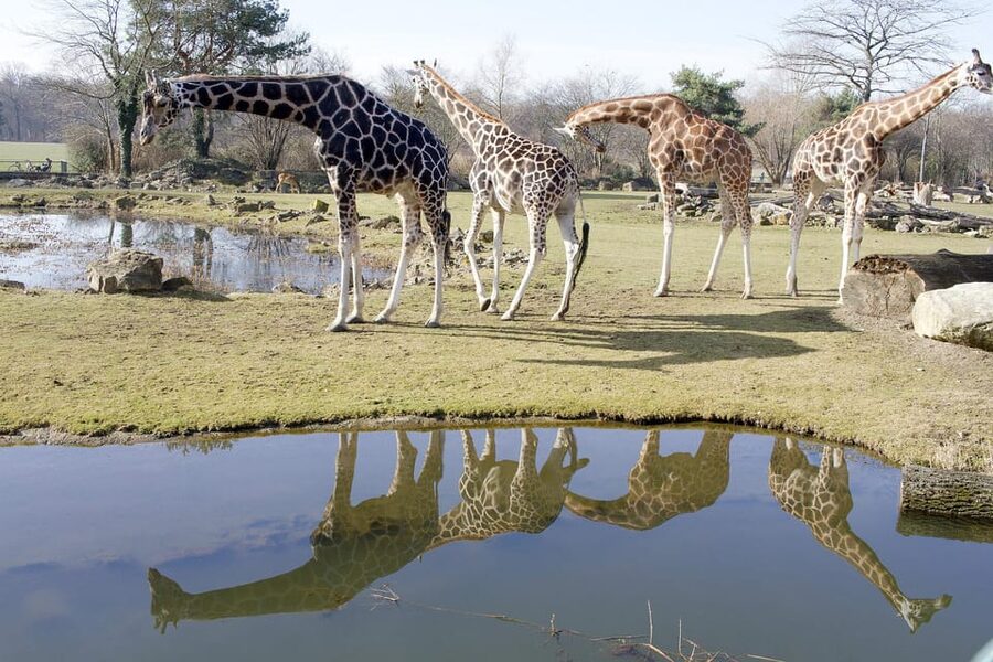 Leipzig Zoo: Entry Ticket - Your ticket value: what $22 really buys you
