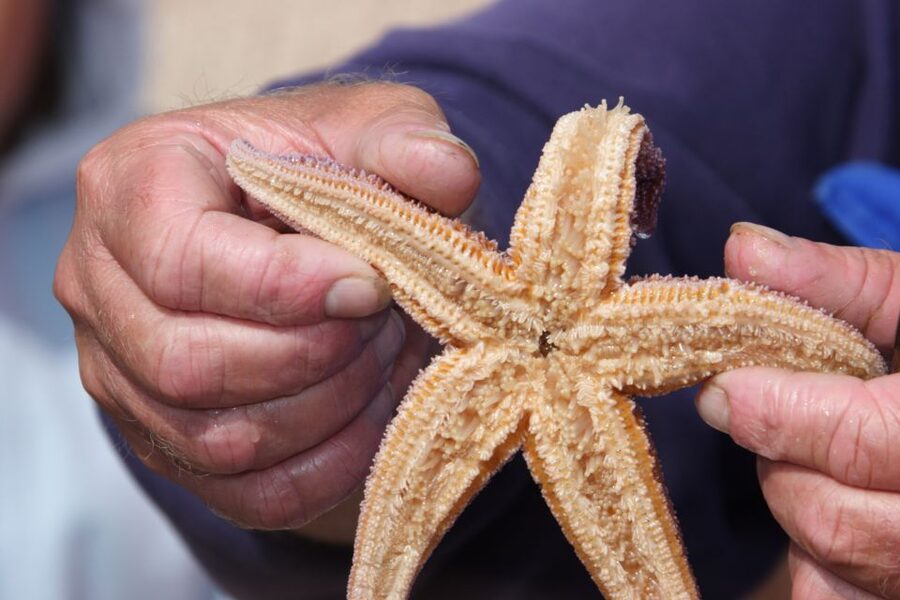 List/Sylt: Guided Seal-Watching Cruise on a Rustic Boat - Key highlights I’d plan around