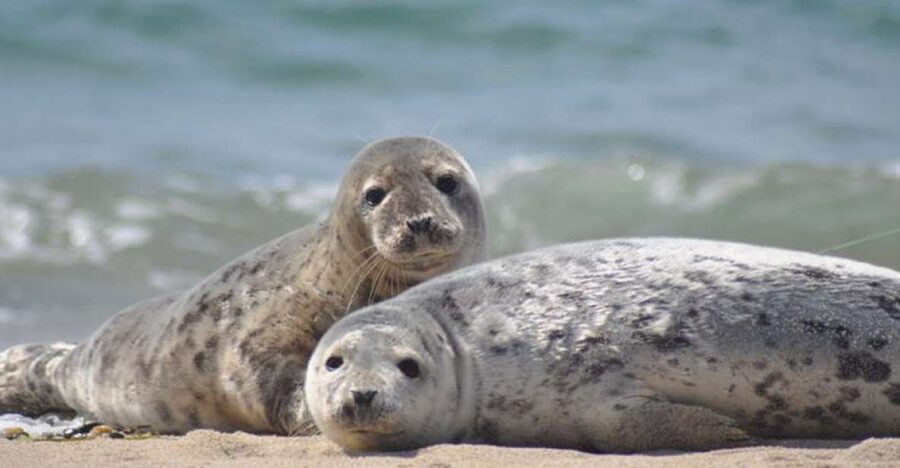 List/Sylt: Guided Seal-Watching Cruise on a Rustic Boat - Your seal-watching game plan around low tide