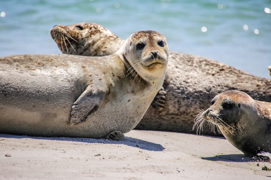 List/Sylt: Guided Seal-Watching Cruise on a Rustic Boat - What to bring and how to plan for a rustic boat feel