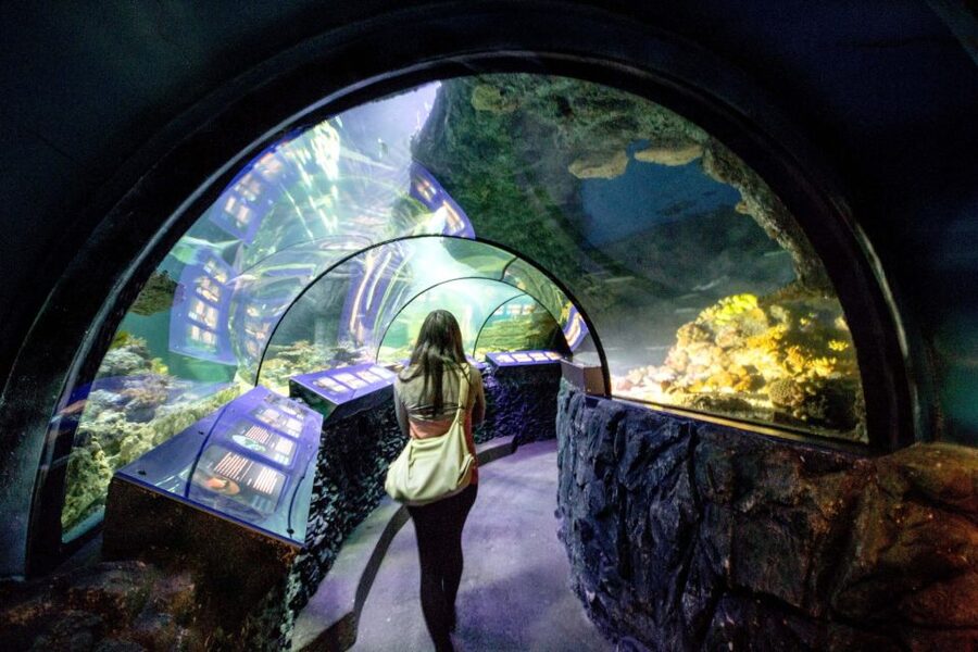 Munich: Day Ticket to Sea Life - Should you book this Sea Life Munich Day Ticket?