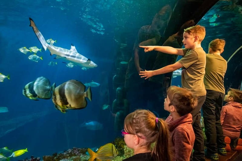 Munich: Day Ticket to Sea Life - Shark Kingdom with 20+ species, from zebra sharks to Japanese carpet sharks