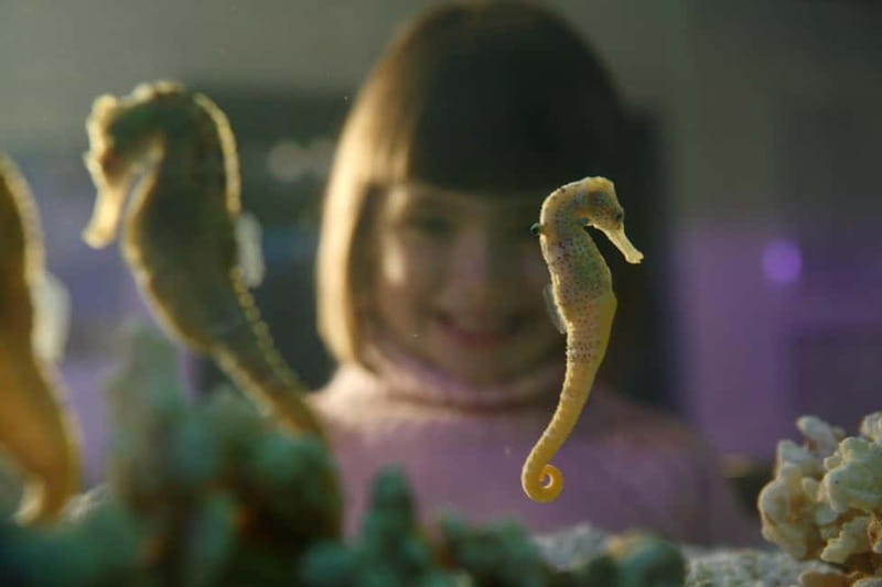 Munich: Day Ticket to Sea Life - The themed habitats from Isar to the tropical ocean and the Mediterranean port