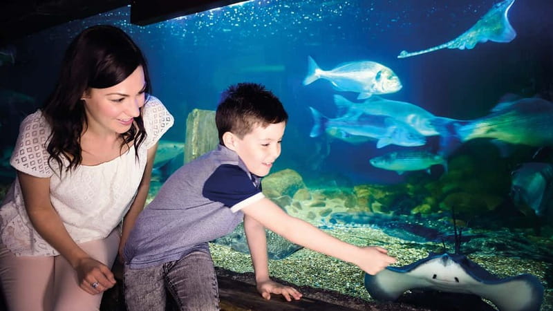 Munich: Day Ticket to Sea Life - Who this suits best, families, animal lovers, and first-time aquarium visitors