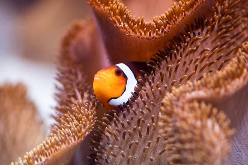Munich: Day Ticket to Sea Life - Ocean tunnel and the face-to-face moment you will remember