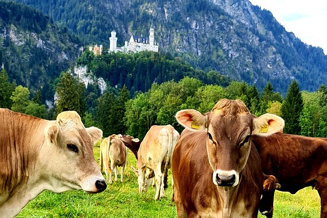 Neuschwanstein Castle Tour with Skip the Line from Hohenschwangau - The Swan King takeaway: why the guide is worth it