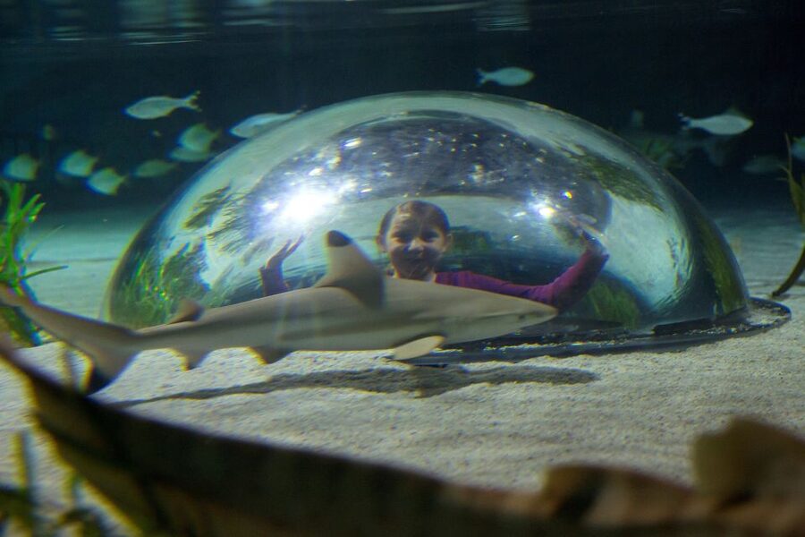 Oberhausen: SEA LIFE Oberhausen Entry Ticket - Turtle Ranger Theme Weeks: care lessons for European pond turtles and the ocean turtle Marty