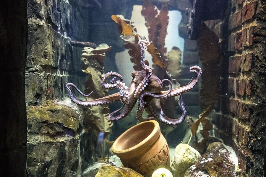 Oberhausen: SEA LIFE Oberhausen Entry Ticket - What to expect on the day, and who this is best for