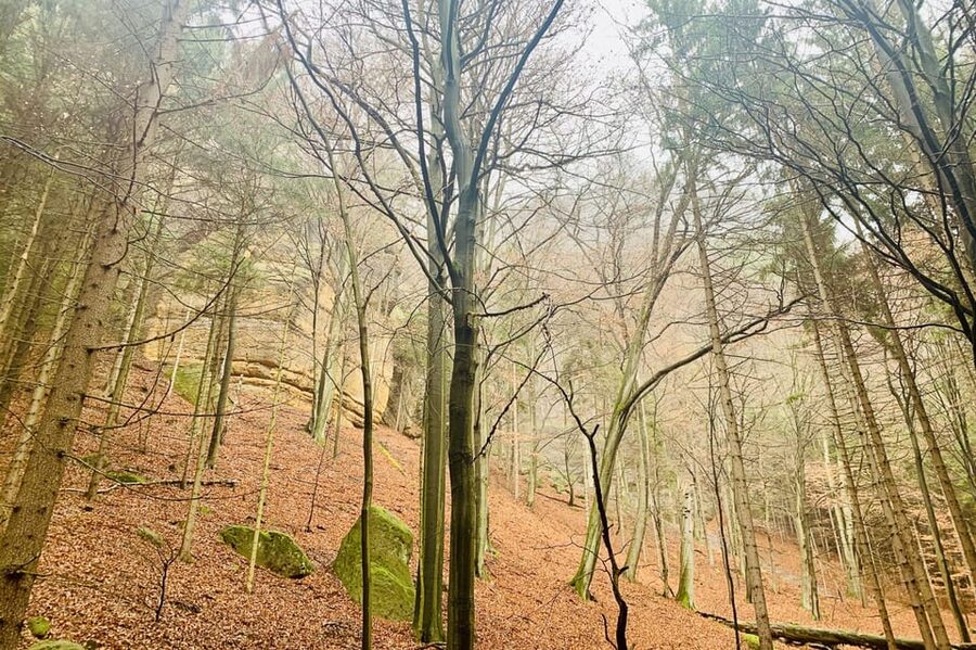 Prague: All-inclusive trip to Bohemian and Saxon Switzerland - Guides, drivers, and why the human touch matters
