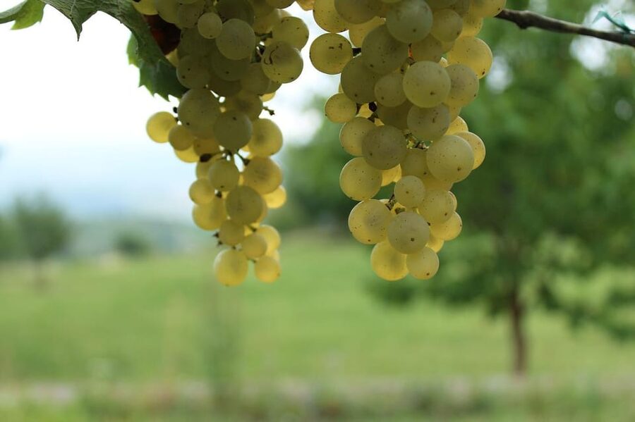 Premium wine hike Stuttgart with games and winemaker's snack - Guide Energy and How Felix-Style Hosting Changes Everything
