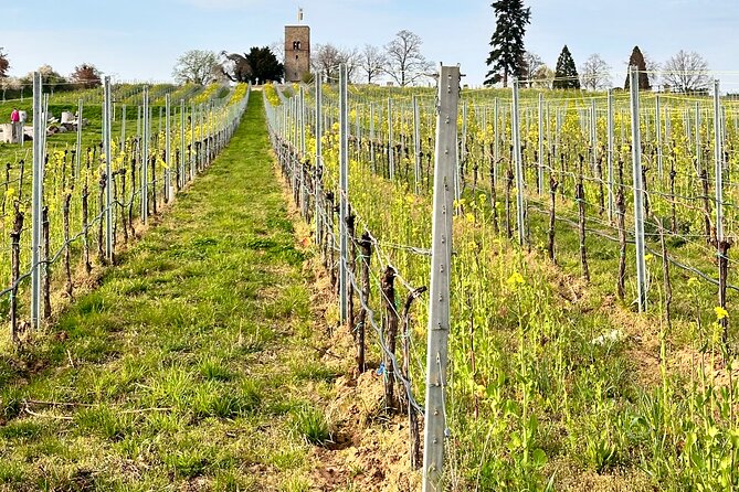 Rhine Valley Wine Tasting Tour from Frankfurt and Mainz - Scenic add-ons, ferries and castles if your day allows it