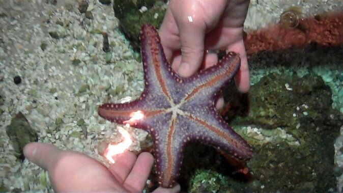 SEA LIFE Hannover Ticket - Key highlights at SEA LIFE Hannover