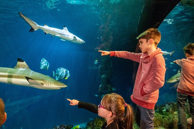 SEA LIFE Hannover Ticket - SEA LIFE Hannover in one hour to two: what you are really paying for