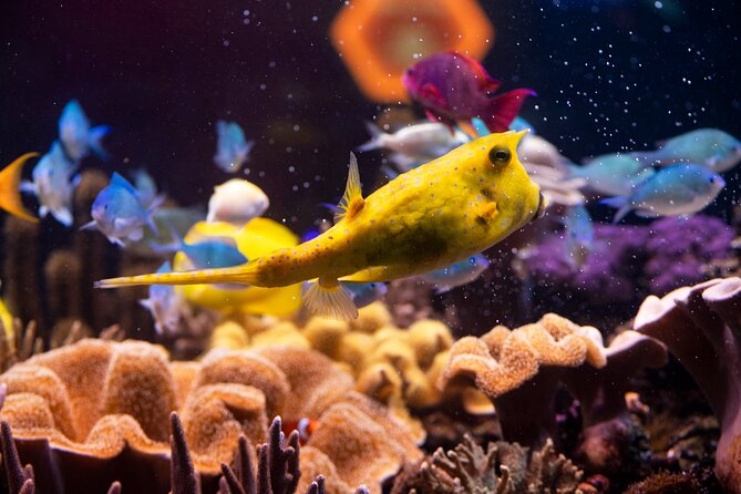 SEA LIFE Hannover Ticket - Over 40 pools and 2,500+ animals: the highlights that anchor the visit