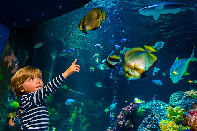SEA LIFE Konstanz Admission Ticket - The main showpieces: tunnel, ray tank, and the penguin ice scene