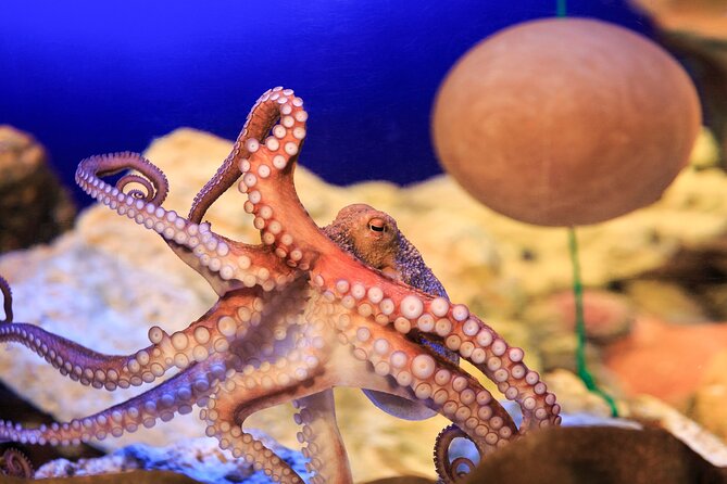SEA LIFE Konstanz Admission Ticket - The aquarium route: water zones that make the animals easier to understand