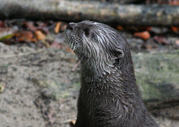 SEA LIFE Timmendorfer Strand Admission Ticket - Key highlights at SEA LIFE Timmendorfer Strand