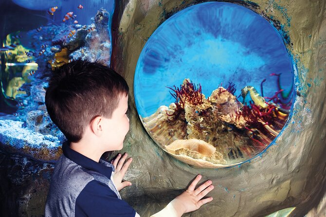SEA LIFE Timmendorfer Strand Admission Ticket - Price and value at about $20.43: what you get, and what to watch