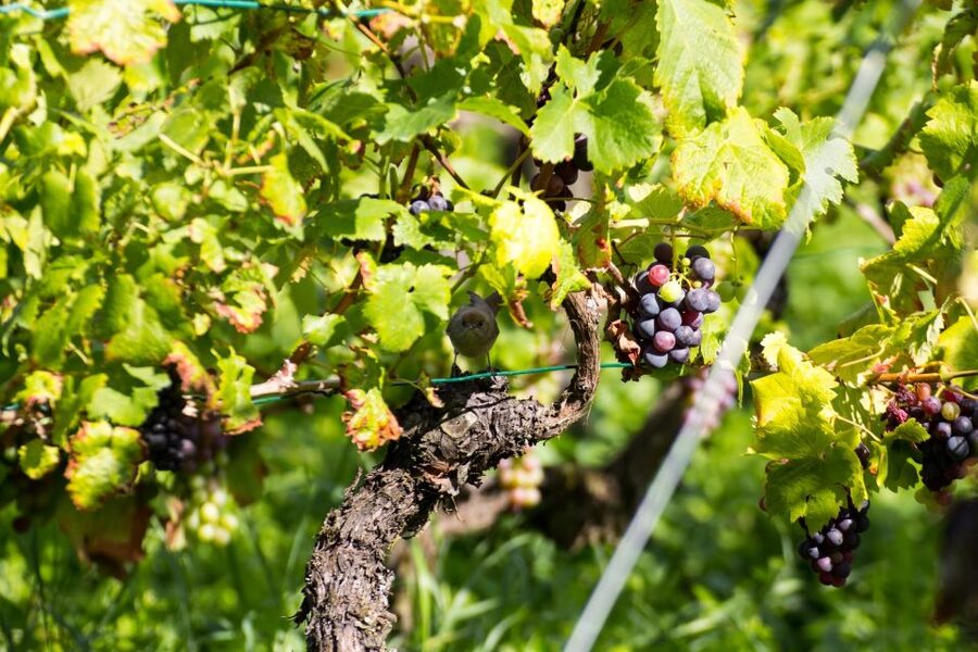 Stuttgart: Guided Vineyards Tour - Key moments I think you’ll remember