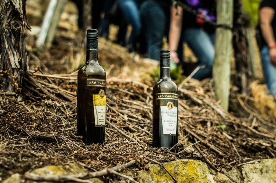 Stuttgart: Guided Vineyards Tour - Five Stuttgart wines, including Cannstatter Zuckerle