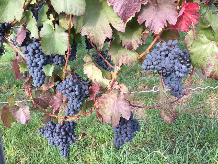 Stuttgart: Guided Wine Walk & Wine Tasting - Snack, shoes, and the practical stuff people forget