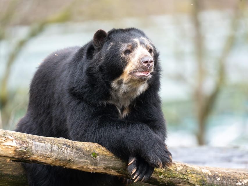 Stuttgart: Wilhelma Zoological-Botanical Garden Ticket - How Long You Need: 3 to 4 Hours for a Lite Visit, Longer for Peace