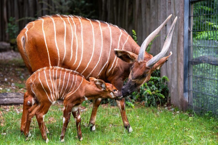 Stuttgart: Wilhelma Zoological-Botanical Garden Ticket - Price and Value: Ticket Cost Plus the Conservation Euro