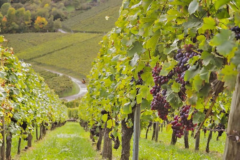 Stuttgart: Wine hike with wine tasting - Key highlights you should care about