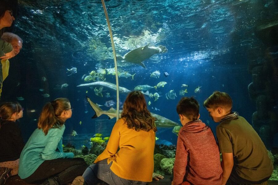 Ticket to SEA LIFE Konstanz - Timing, pacing, and practical tips for a smooth one-day visit