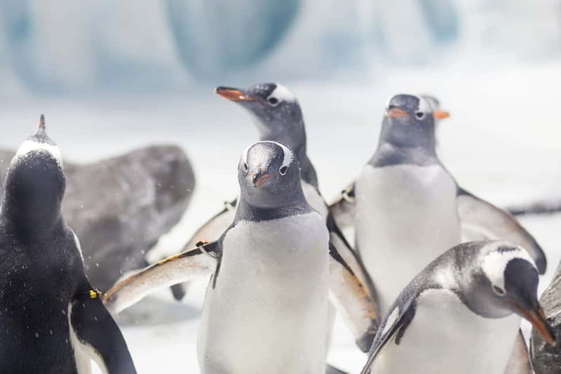Ticket to SEA LIFE Konstanz - Following the water route: Rhine to Rotterdam to North Sea to rainforests to Antarctica