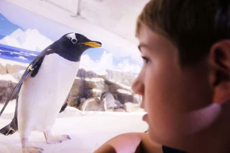 Ticket to SEA LIFE Konstanz - Antarctica zone: ten gentoo penguins and the best kind of waiting game