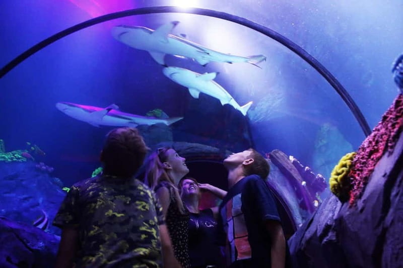 Ticket to SEA LIFE Konstanz - Daily feedings and aquarist talks: where the facts feel useful
