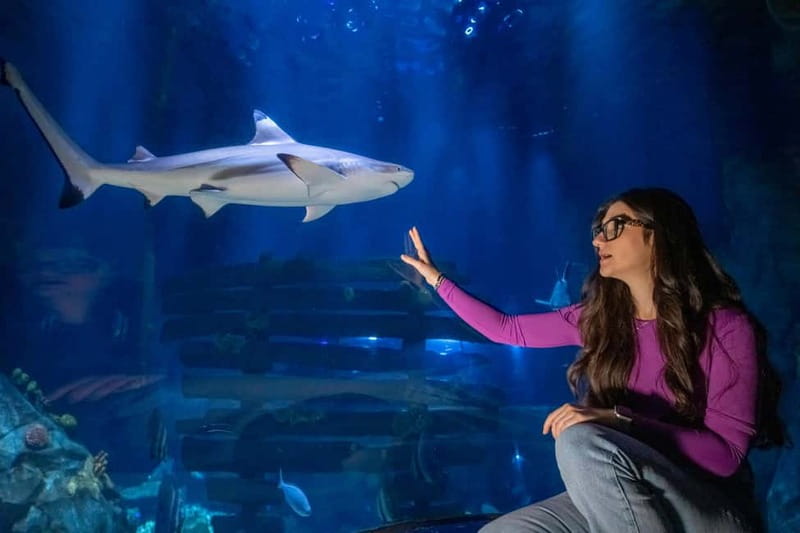 Ticket to SEA LIFE Konstanz - Sea at Night: rays, seahorses, and that huge tunnel you can’t miss