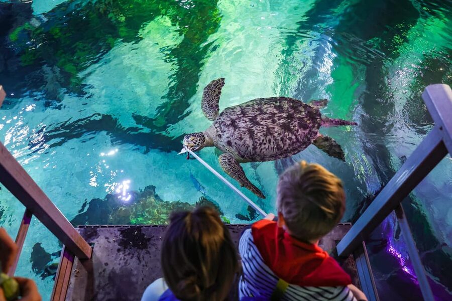 Timmendorfer Strand: SEA LIFE Behind the Scenes Tour - Who should book this tour, and who might skip