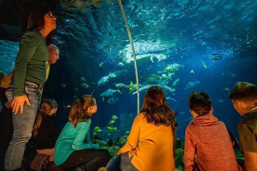 Timmendorfer Strand: SEA LIFE Behind the Scenes Tour - Speedy the green sea turtle feeding: close-up, calm, and memorable